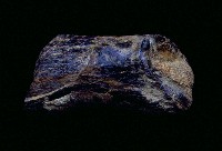 藏品(鹿角)的圖片